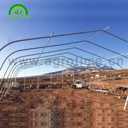 China 2019 Agricultural hot galvanized steel pipe singe-tunnel greenhouse with plastic film for sale for sale