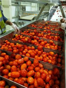 China 800g/Tin Concentrated Tomato Processing Line Can Package wholesale