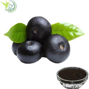 China Natural Antioxidant Rich Superfood Acaiberry Extract 5% Anthocyanins Herb Extract wholesale