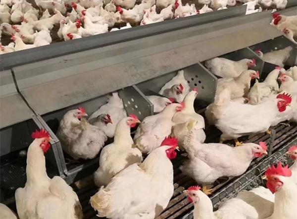 Broiler Automatic Feeder Chain Feeding System Poultry