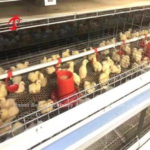 China 96 Birds A Type 1-12 Weeks Chick Brooder Cage In Chicken Farm Doris wholesale