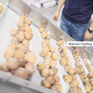 China Food Grade Conveyor Belts Walnut Shelling Machine 380V 2 Tons Output wholesale